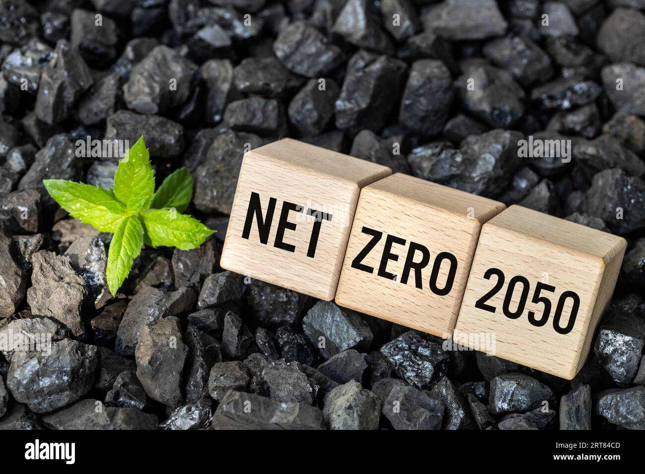 Nettolohnstoff 2050, Klimaziele, CO2-Eliminierung, saubere Umwelt, CO2-frei, Text netto Null 2050 auf Holzblöcken auf Kohlehaufen, grüne Pflanze g Stockfoto