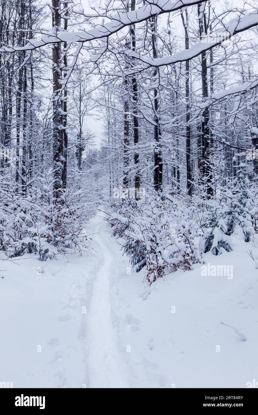 Winterlandschaft im schneebedeckten Wald im Nationalpark Bayerischer Wald, Bayern Stockfoto