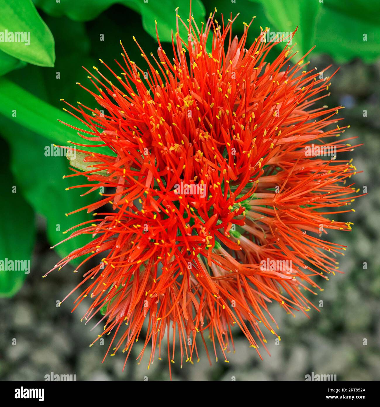 Blutblüten sind eine Gattung von Pflanzen in der Familie Amaryllis. Die etwa 22 Arten sind hauptsächlich in Südafrika zu finden. Diese Blume war es Stockfoto