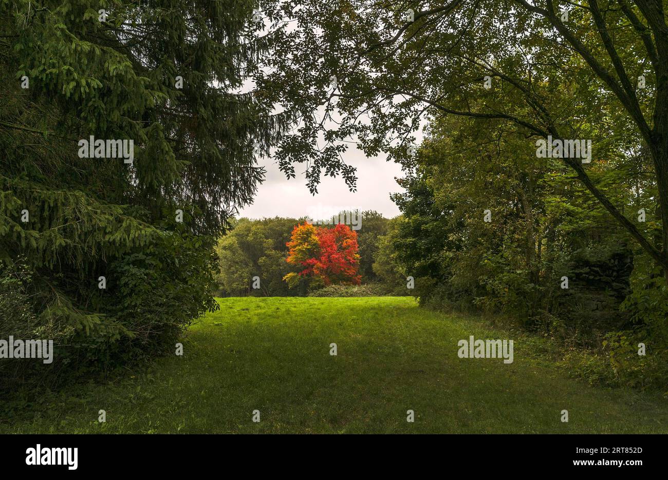 Blick durch die Bäume Stockfoto