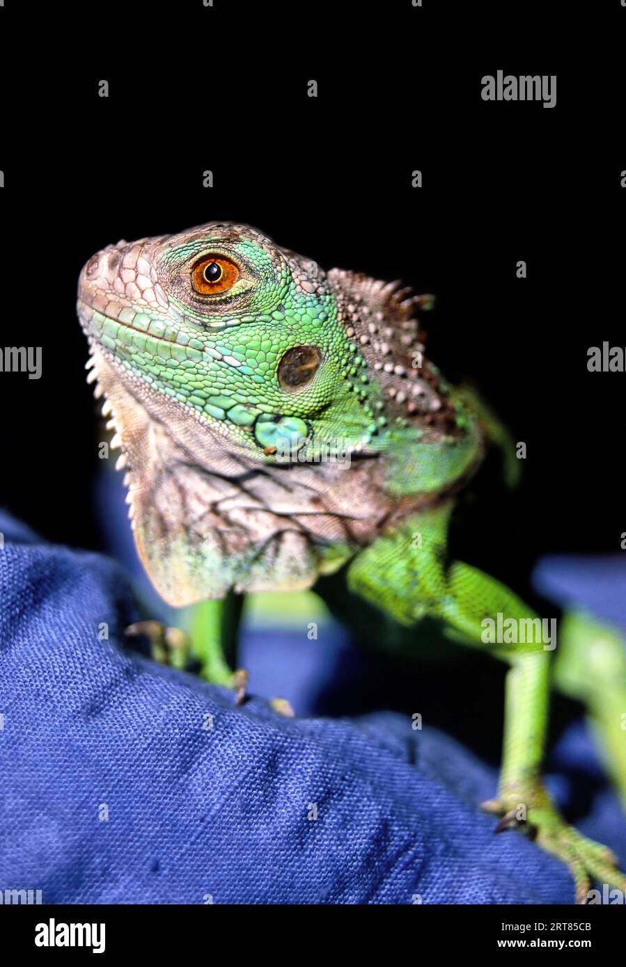 Grüner Leguan (Iguana Iguana) Stockfoto