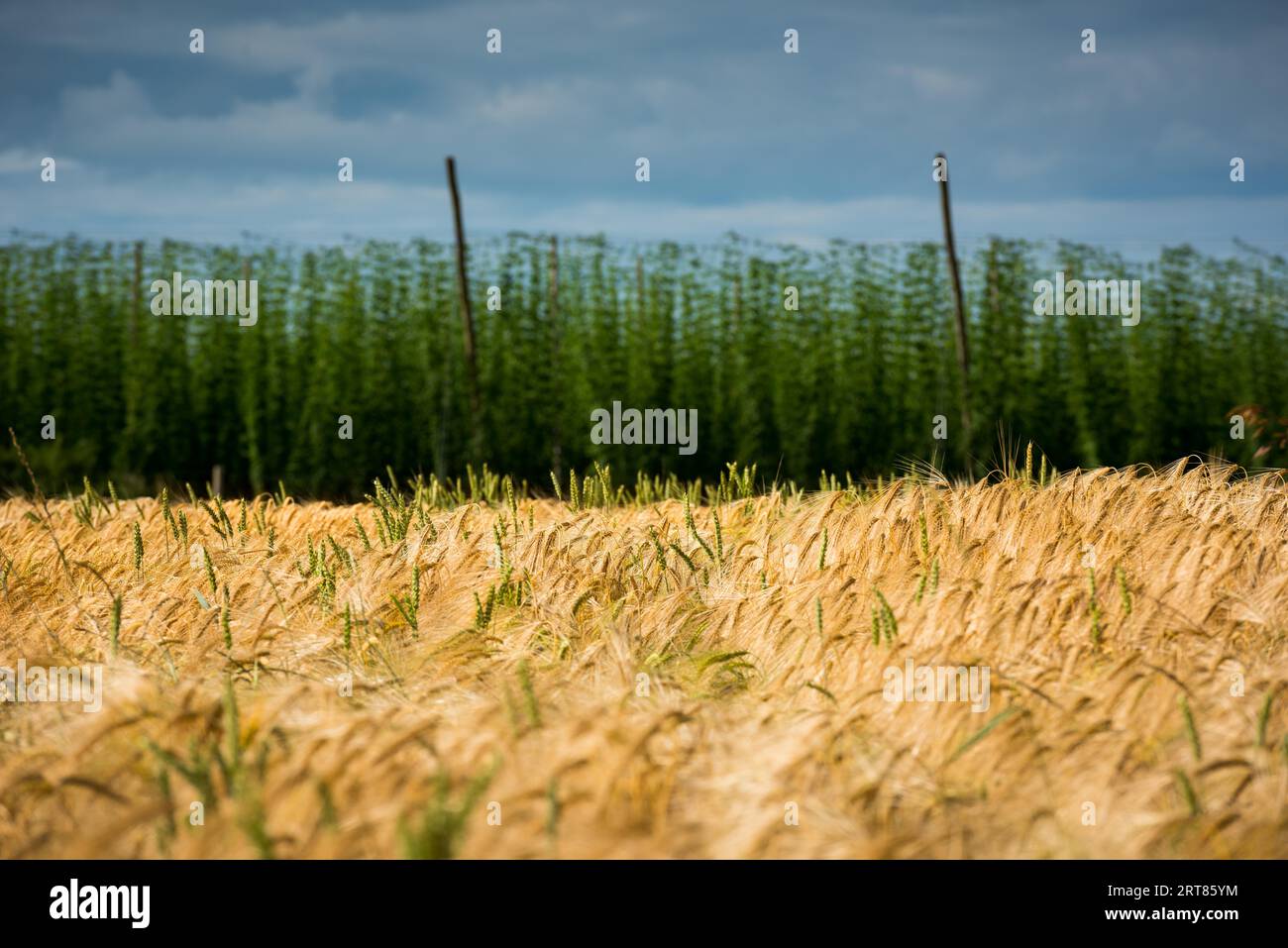 Landschaftlich schöner Blick über Hopfenplantage und Weizenfeld an einem bewölkten Sommertag Stockfoto