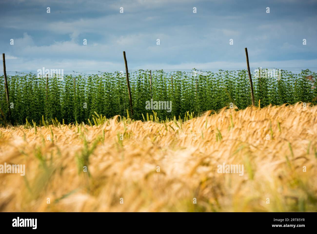Landschaftlich schöner Blick über Hopfenplantage und Weizenfeld an einem bewölkten Sommertag Stockfoto