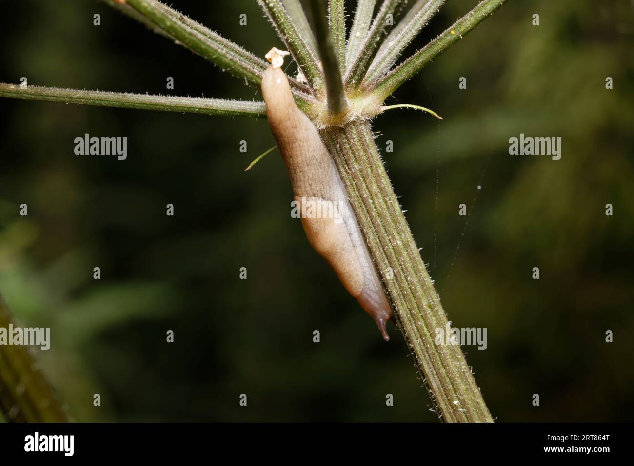 Schnecke klettert auf einer Pflanze und einem Blatt Stockfoto