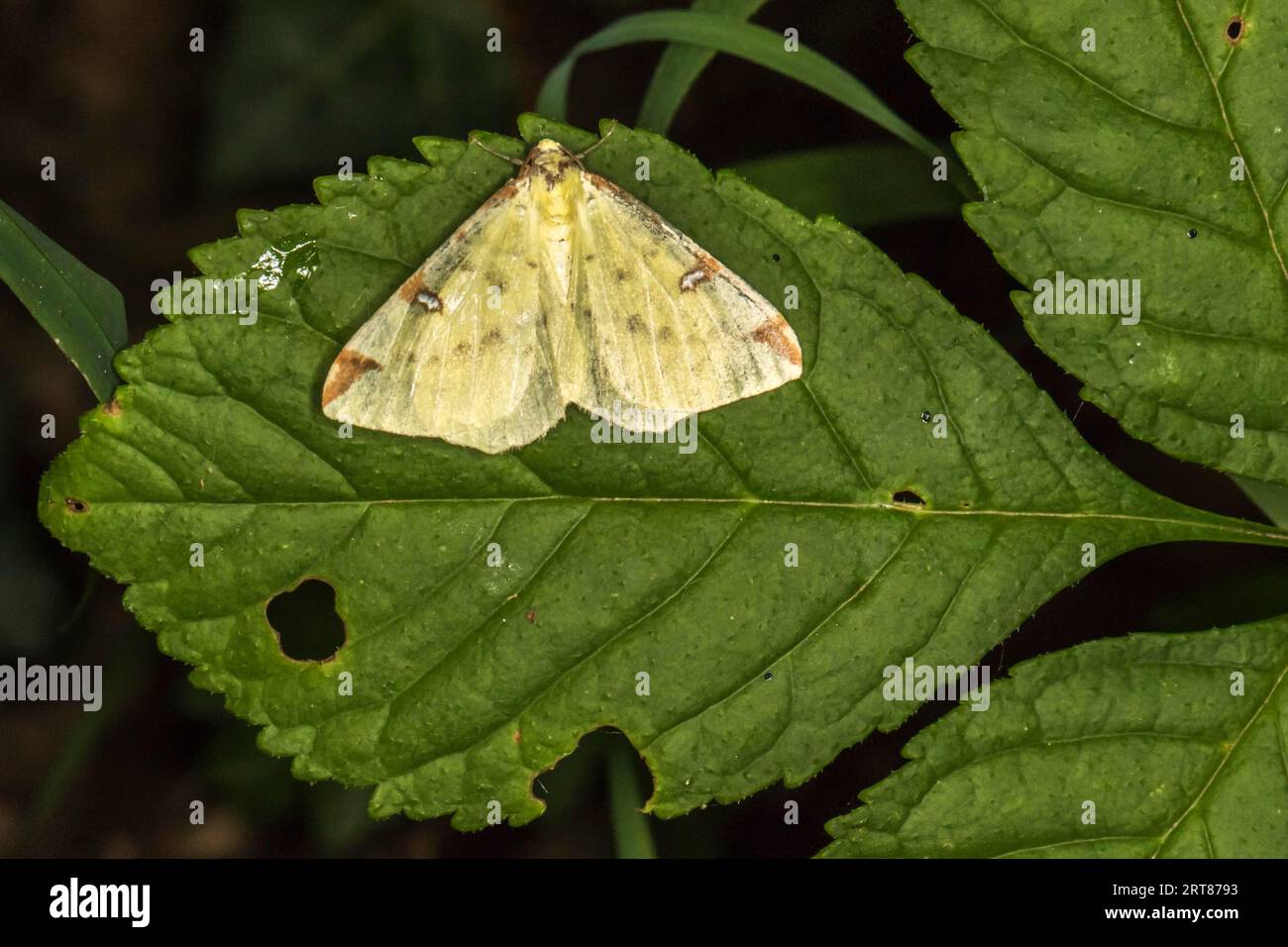 Eine gelbe Motte, die auf einem Blatt ruht, Eine SchwanzMotte auf einem Grasstock Stockfoto