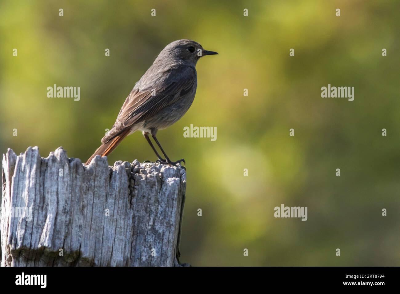 Ein Haus-Redstart auf seinem Warten, Ein schwarzer redtail auf einem Pfosten Stockfoto