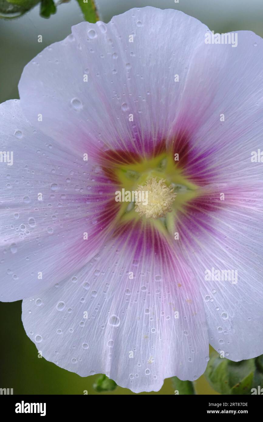 Nahaufnahme der blassrosa Hollyhock-Blüte Stockfoto