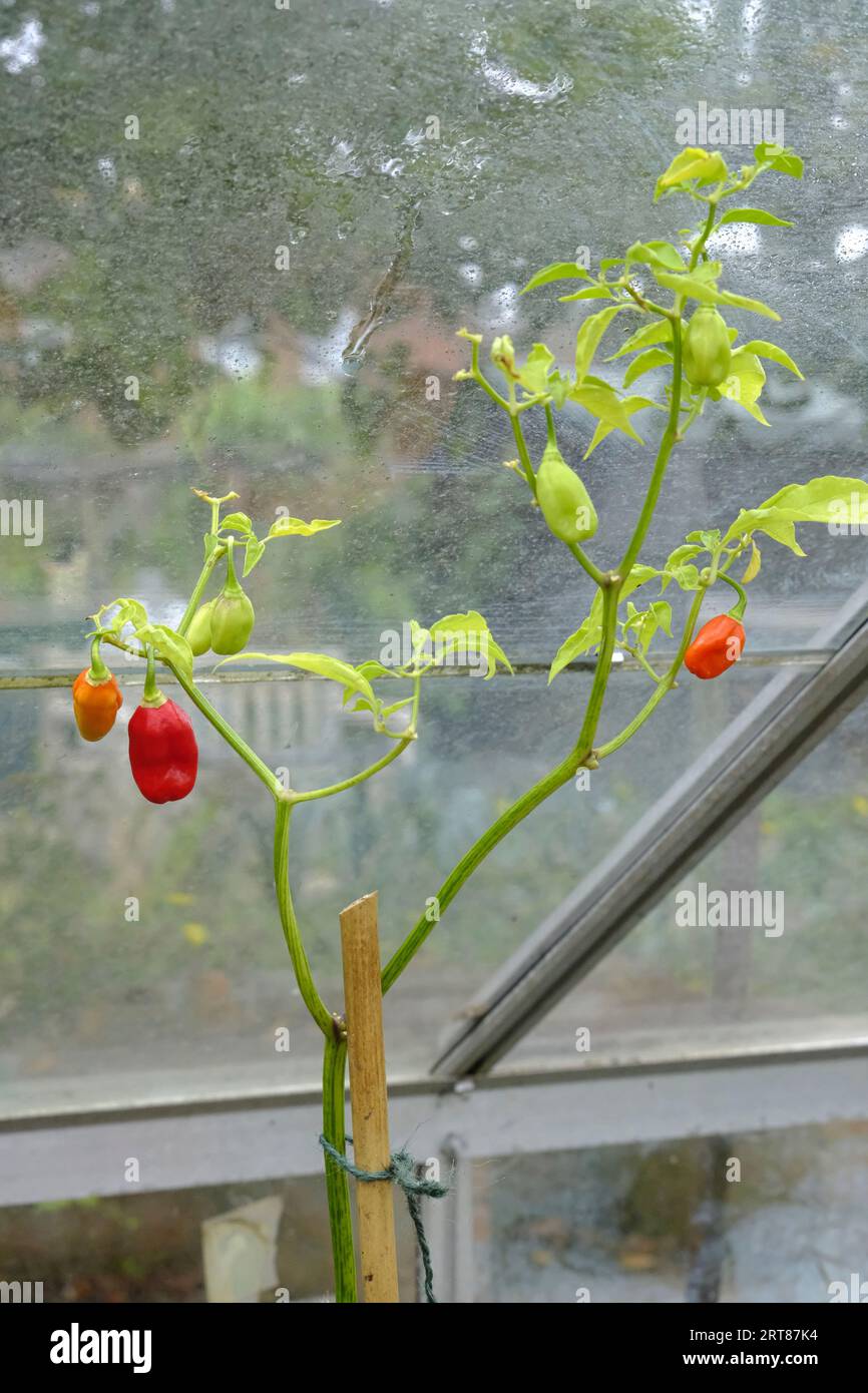 Scotch Bonnet Chilli, die in britischen Gewächshäusern wachsen Stockfoto