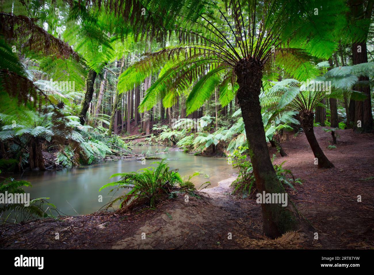 Die ruhige Kalifornischen Redwood Forest in Cape Otway, Victoria, Australien Stockfoto