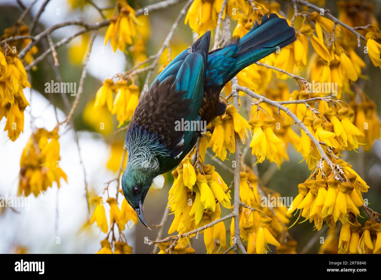 Ein Tui-Vogel (Prosthemadera novaeseelandiae) ernährt sich von Kowhai-Nektar in Taupo, Neuseeland Stockfoto