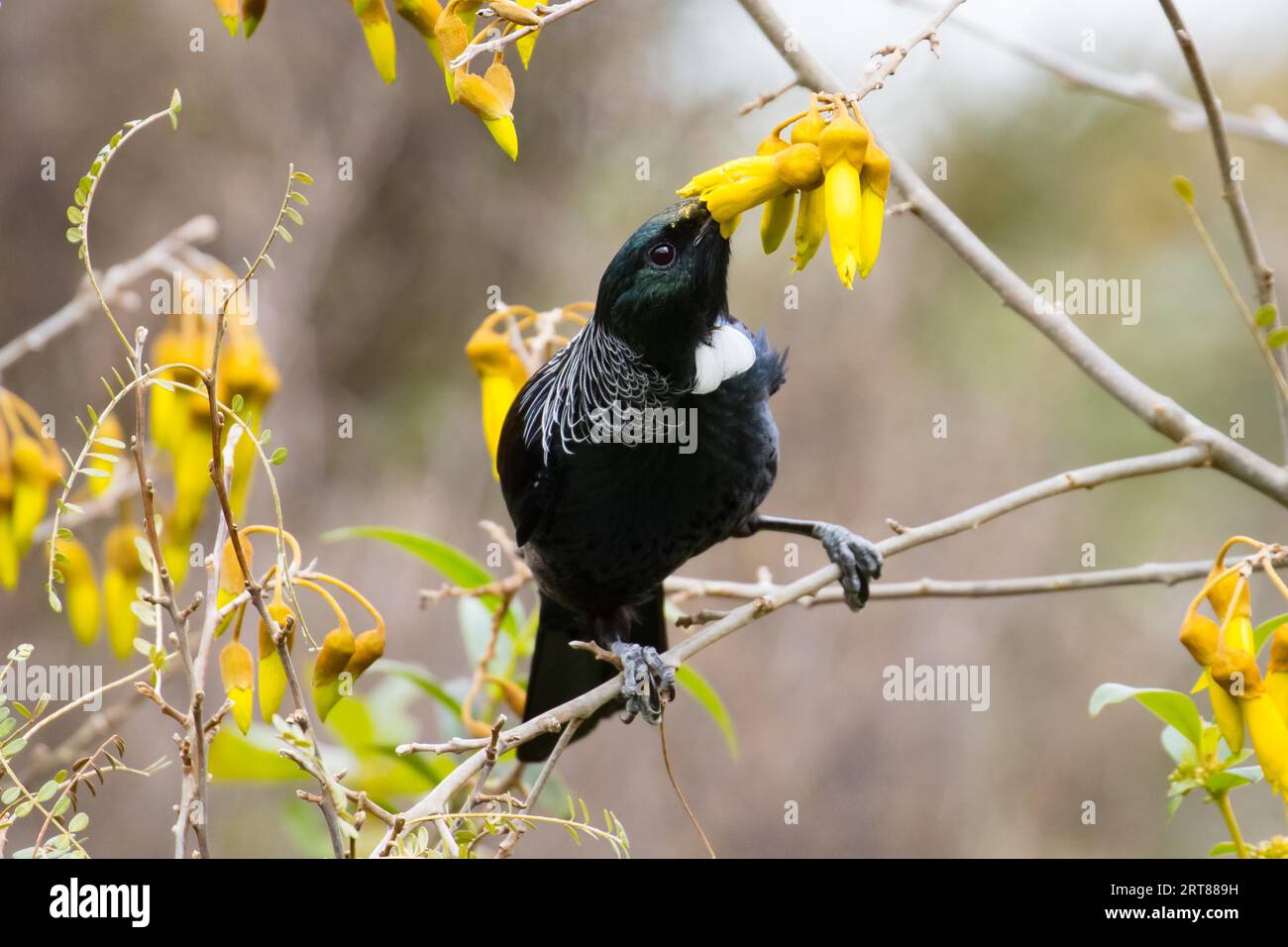 Ein Tui-Vogel (Prosthemadera novaeseelandiae) ernährt sich von Kowhai-Nektar in Taupo, Neuseeland Stockfoto