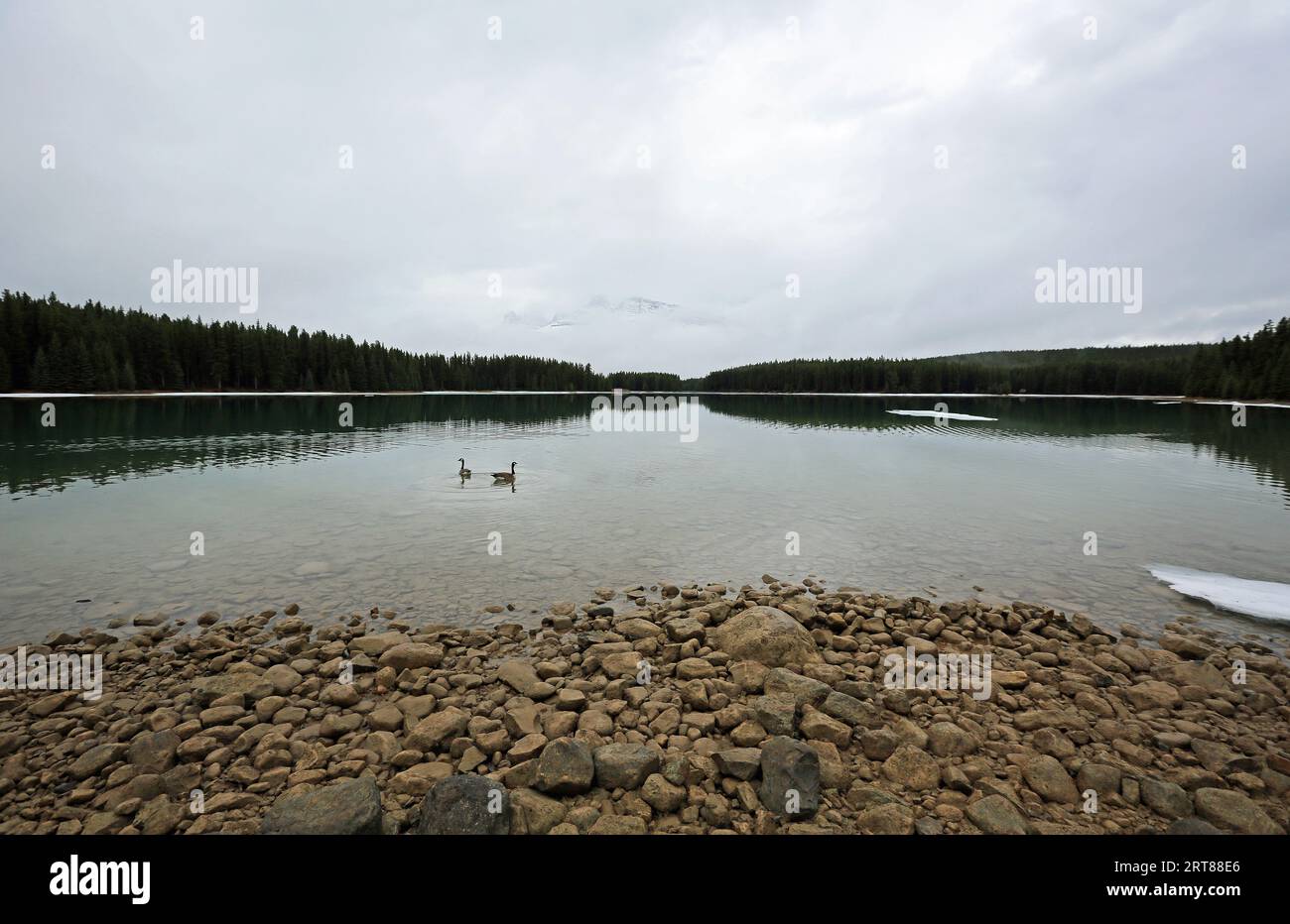 Kanadische Gänse auf zwei Jack Lake, Kanada Stockfoto