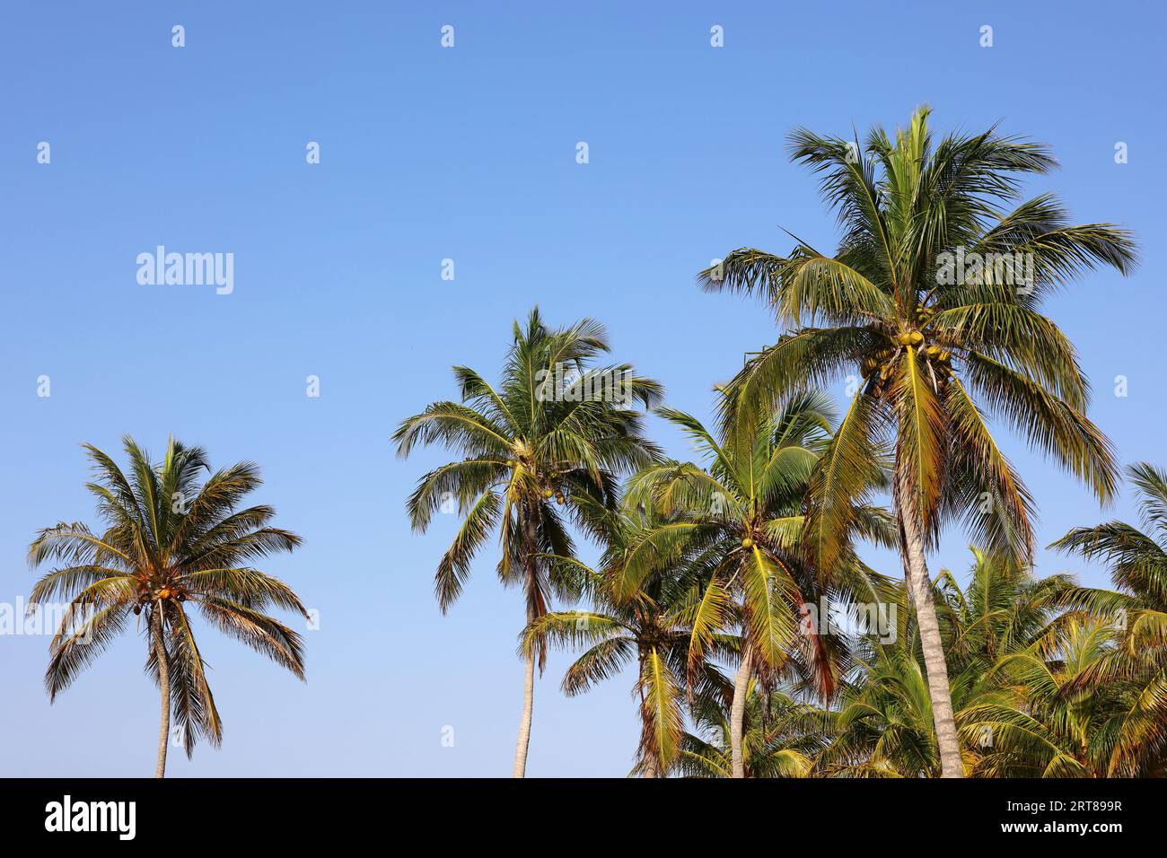 Kokospalmen auf blauem Himmel Hintergrund. Tropischer Strand, paradiesische Natur Stockfoto
