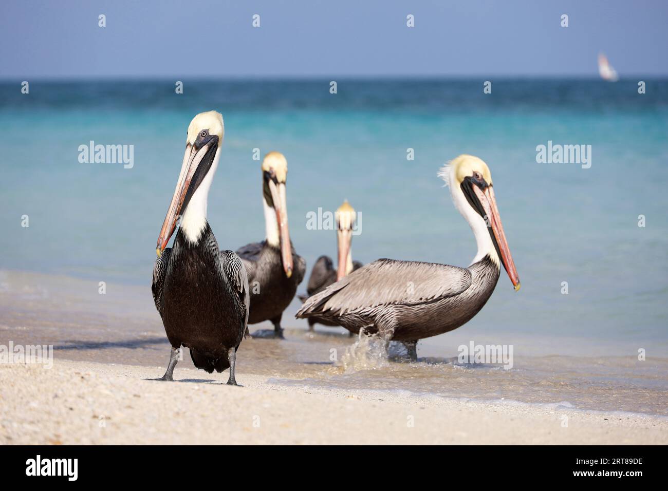 Vier Pelikane, die sich auf dem Sand des Atlantikstrands ausruhen. Wilde Vögel auf blauem Wellenhintergrund Stockfoto