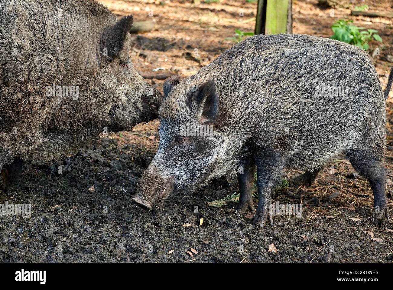 Jagdschwein im Wald bei Schweinepest Stockfoto
