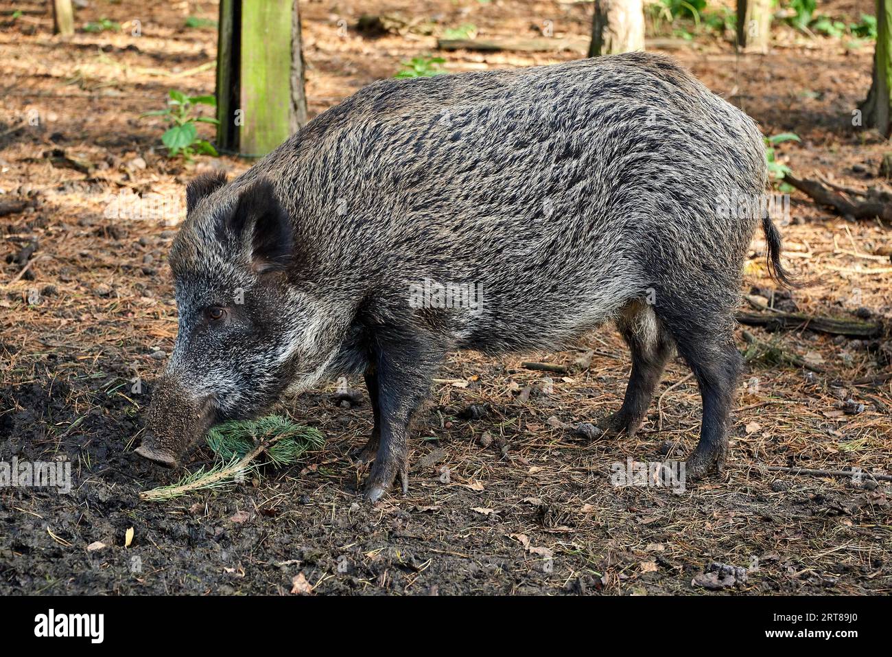 Jagdschwein im Wald bei Schweinepest Stockfoto