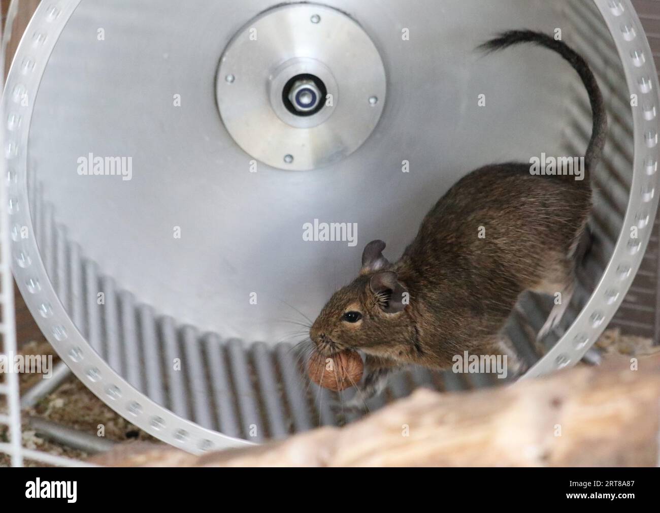 Degu in einem Hamsterrad mit Walnusshaut im Mund - Degu in seinem Laufrad mit einer Walnuss im Mund Stockfoto