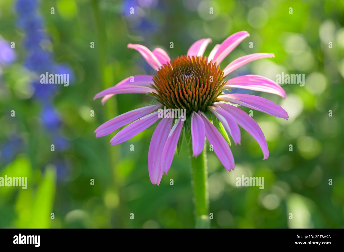 Wunderschöner violetter Coneflower mit beleuchteter Rückseite, vor grünem und violettem Blumenhintergrund Stockfoto