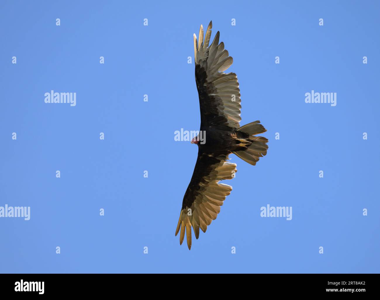 Truthahngeier, der gegen den klaren blauen Himmel steigt und nach Nahrung sucht Stockfoto