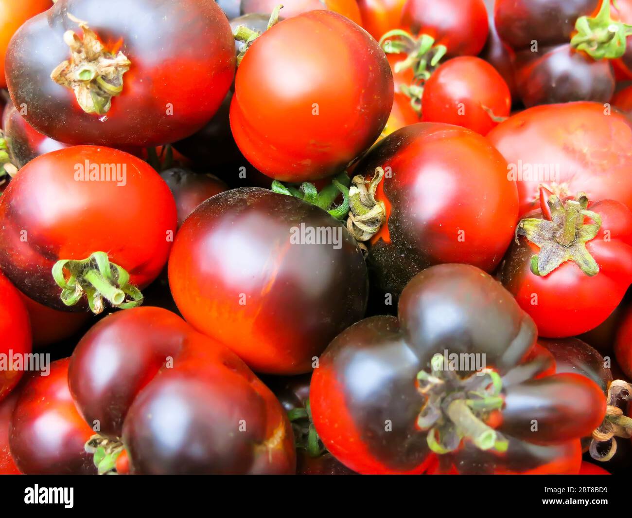 Erbstücke Tomaten - Nahaufnahme Stockfoto