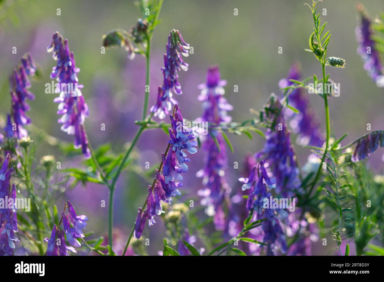 Wicke (Vicia caracca), Schmetterlingsfamilie (Fabaceae), Otterswang, Pfullendorf, Linzgau, Baden-Württemberg, Deutschland Stockfoto