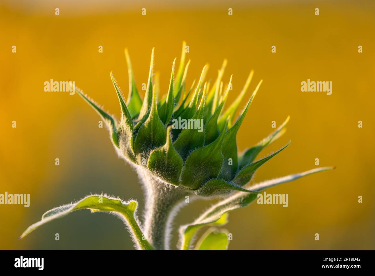 Sonnenblume (Helianthus annuus), geschlossene Blume, Ringgenbach, Messkirch, Bezirk Sigmaringen, Naturpark obere Donau, Baden-Württemberg, Deutschland Stockfoto