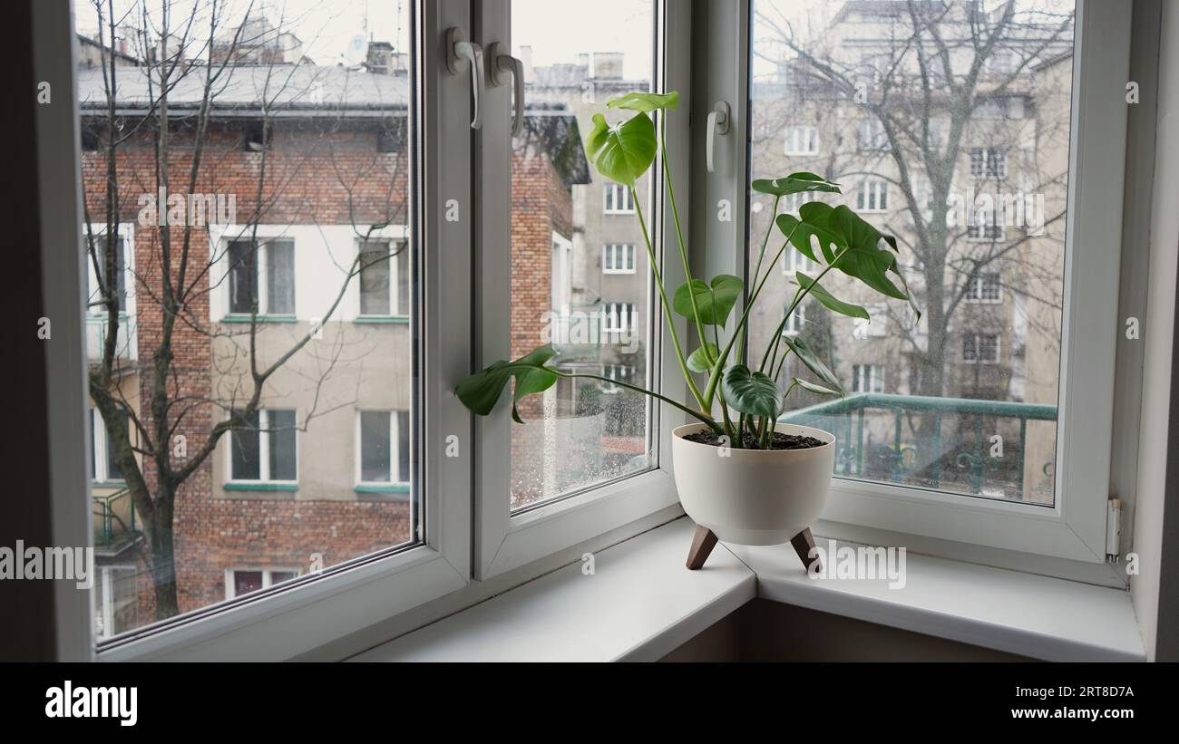 Schöne Monstera Blume Blätter Schweizer Käsepflanze, Monstera deliciosa Liebm, Araceae in weißem Topf auf Fensterbank vor dem Hintergrund ein Herbst stimmungsvoll Land Stockfoto