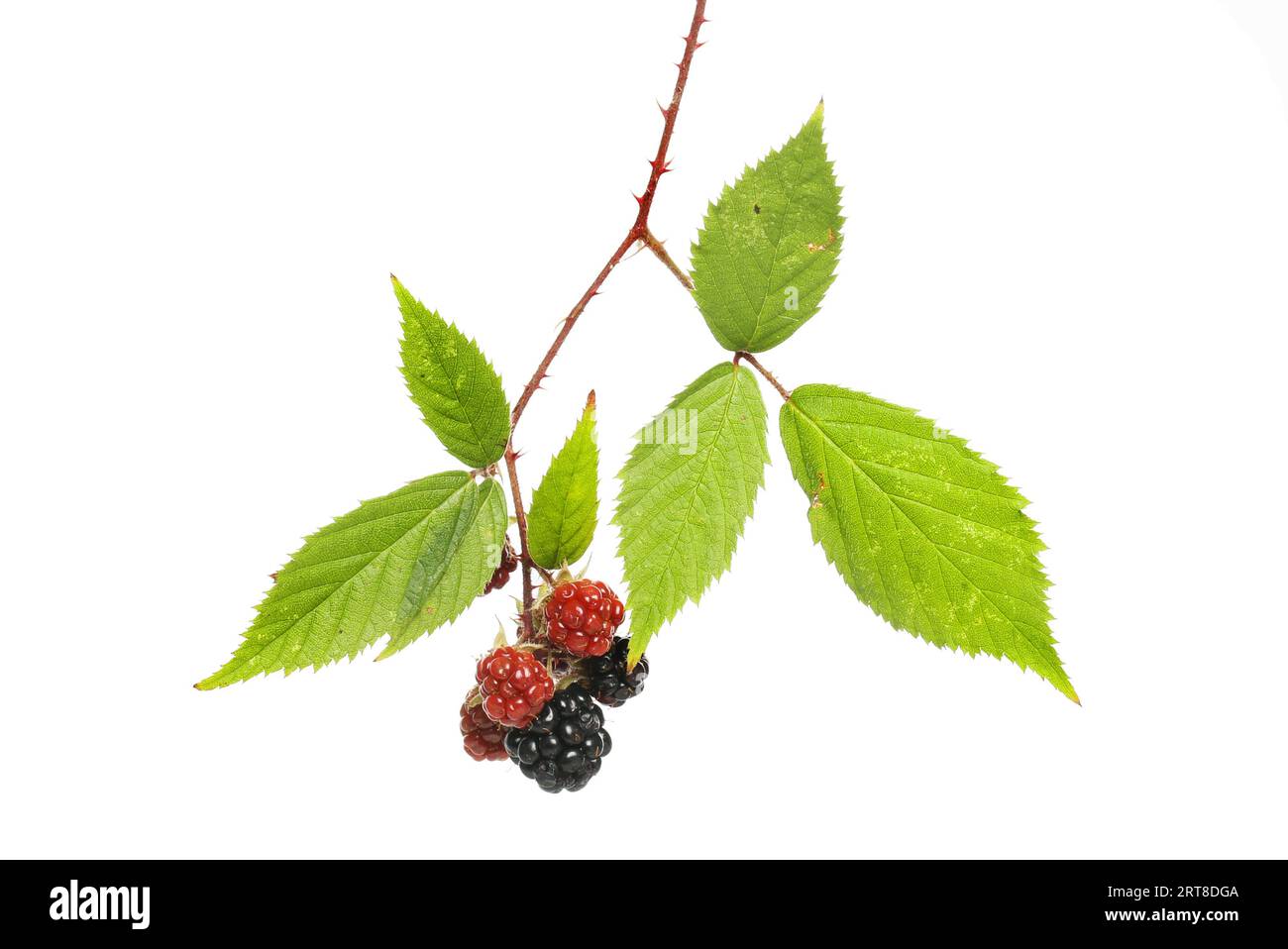Reifer und reifer brombeere, Rubus fruticosus, Früchte und Laub isoliert gegen weiß Stockfoto