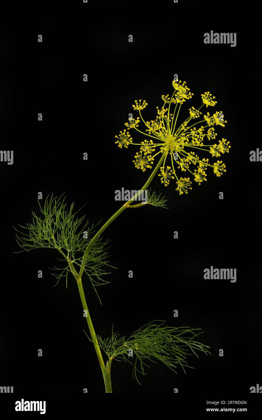 Fenchel, Foeniculum vulgare, Blüten und Laub isoliert gegen Schwarz Stockfoto