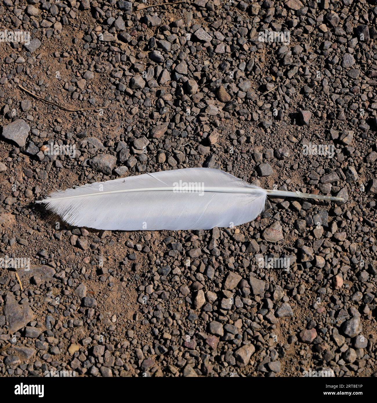 Weiße Feder auf einem Schotterweg. Stockfoto