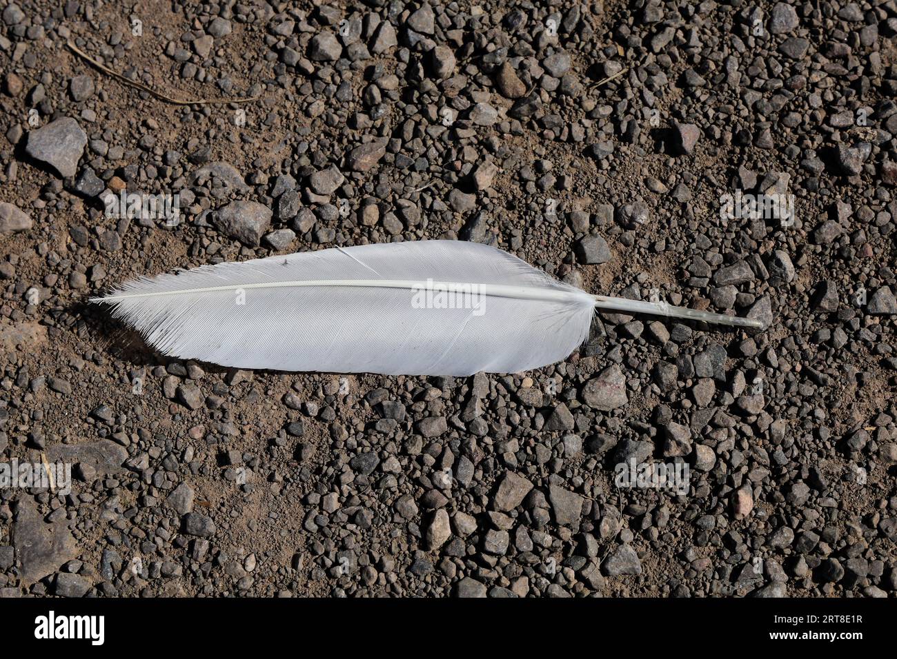 Weiße Feder auf einem Schotterweg. Stockfoto