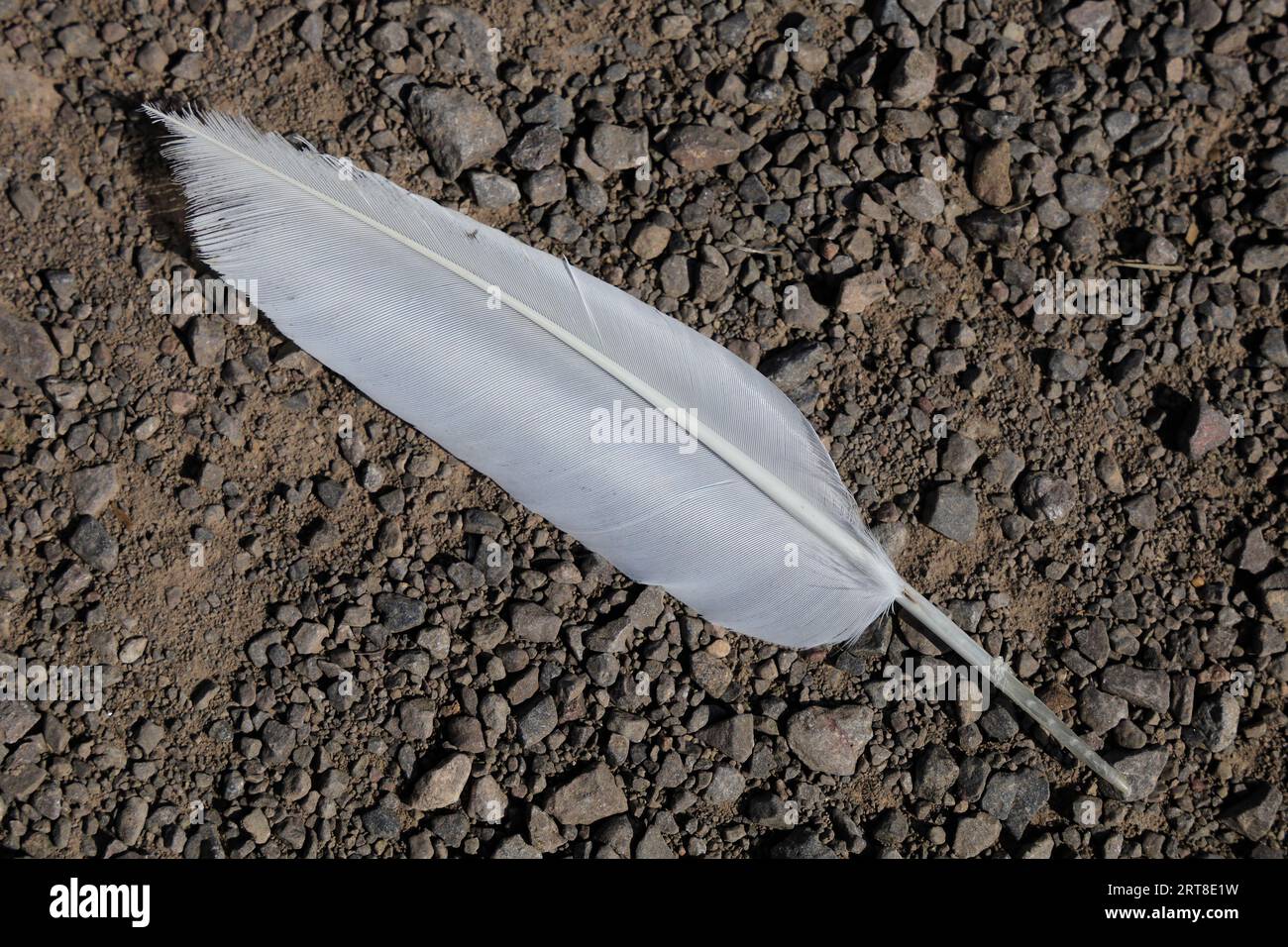 Weiße Feder auf einem Schotterweg. Stockfoto