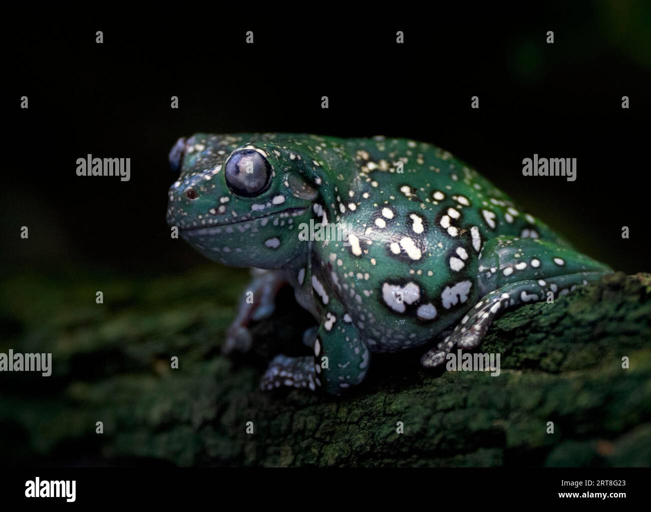 Australischer Grünbaumfrosch (Litoria caerules), sitzend auf Ast, gefangengenommen, Baden-Württemberg, Deutschland Stockfoto