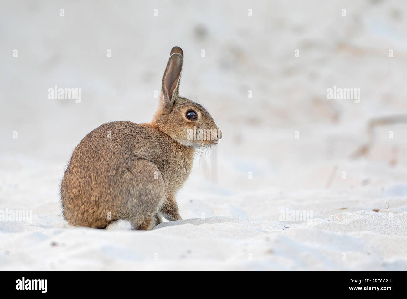 Europäisches Kaninchen (Oryctolagus cuniculus) in Sanddüne, Dünenlandschaft, Ostsee, Ostseeküste, Nationalpark Vorpommersche Boddenlandschaft Stockfoto