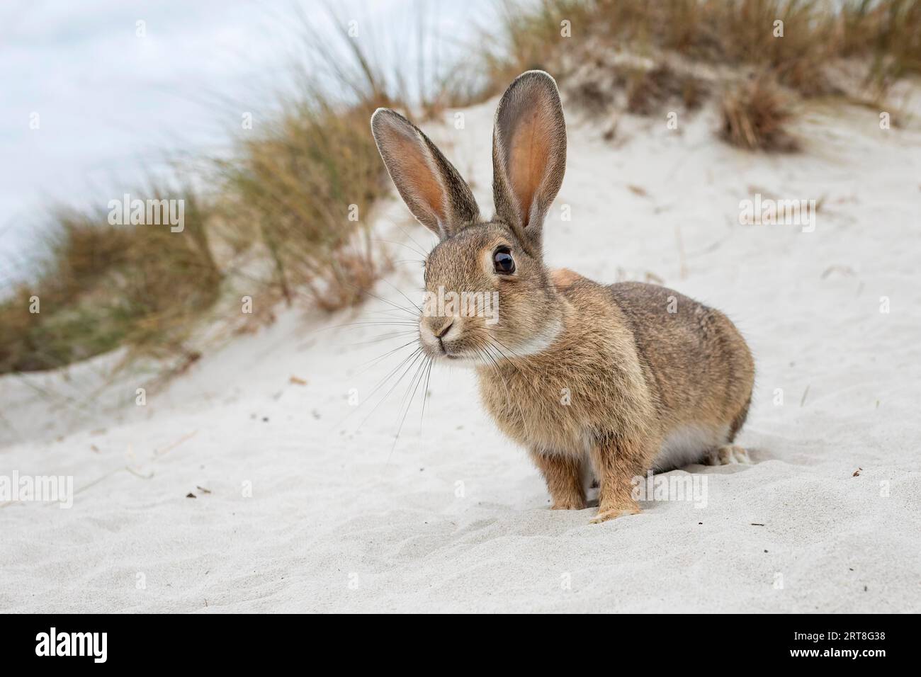 Europäisches Kaninchen (Oryctolagus cuniculus) in Sanddüne, Dünenlandschaft, Ostsee, Ostseeküste, Nationalpark Vorpommersche Boddenlandschaft Stockfoto