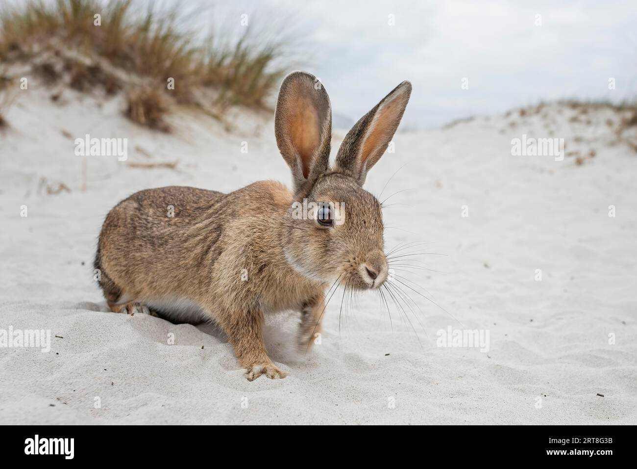 Europäisches Kaninchen (Oryctolagus cuniculus) in Sanddüne, Dünenlandschaft, Ostsee, Ostseeküste, Nationalpark Vorpommersche Boddenlandschaft Stockfoto