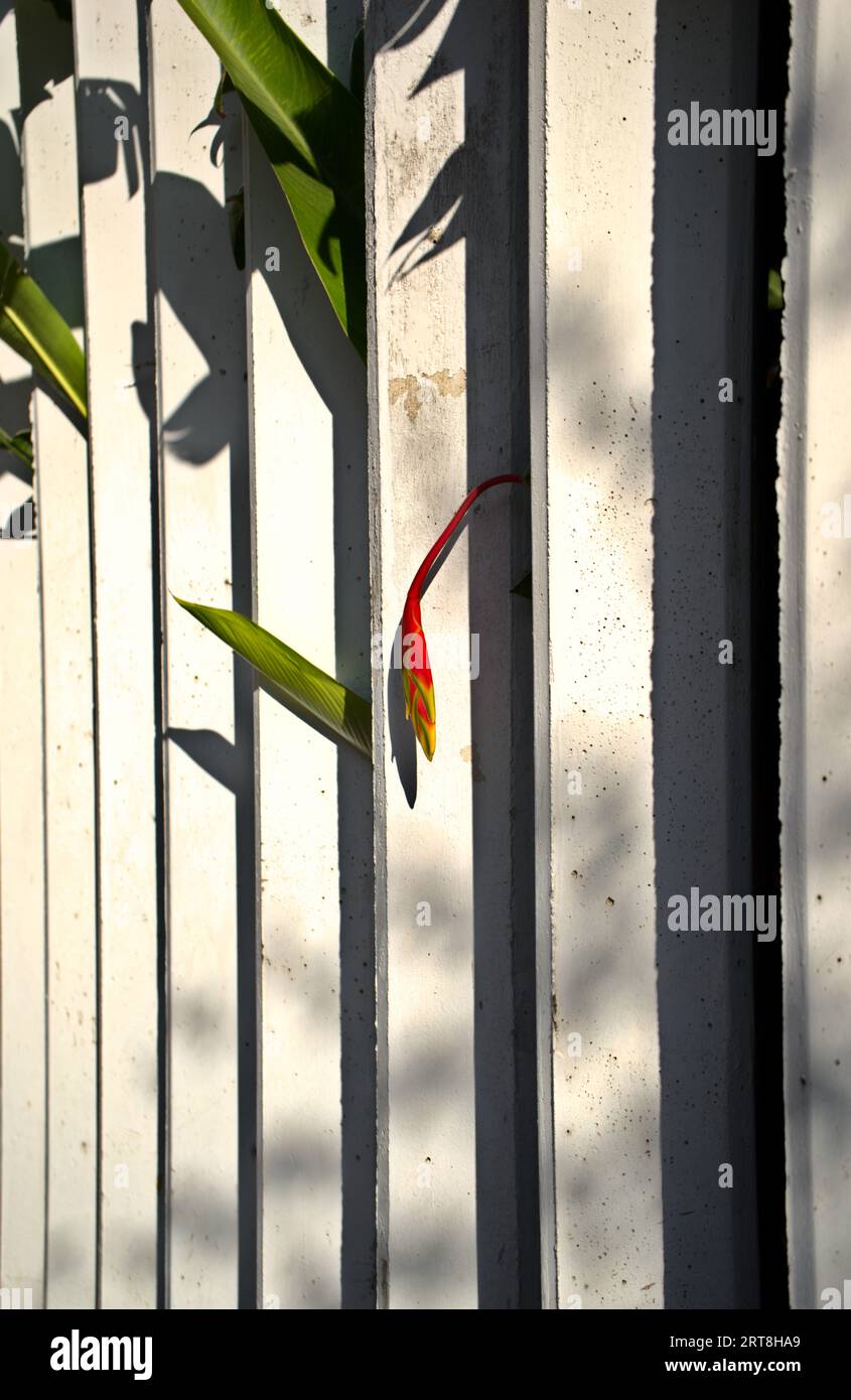 Tropische exotische Pflanzen mit roten Blumen, Paradiesvogel an der weißen Zaunwand, modernes, stilvolles Gartendesign. Stockfoto