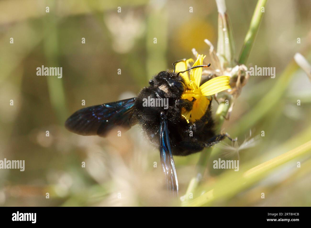 Europäische Zimmermannsbiene Xylocopa violacea, die bei der Bestäuberung von Pflanzen Nektar sammelt Stockfoto
