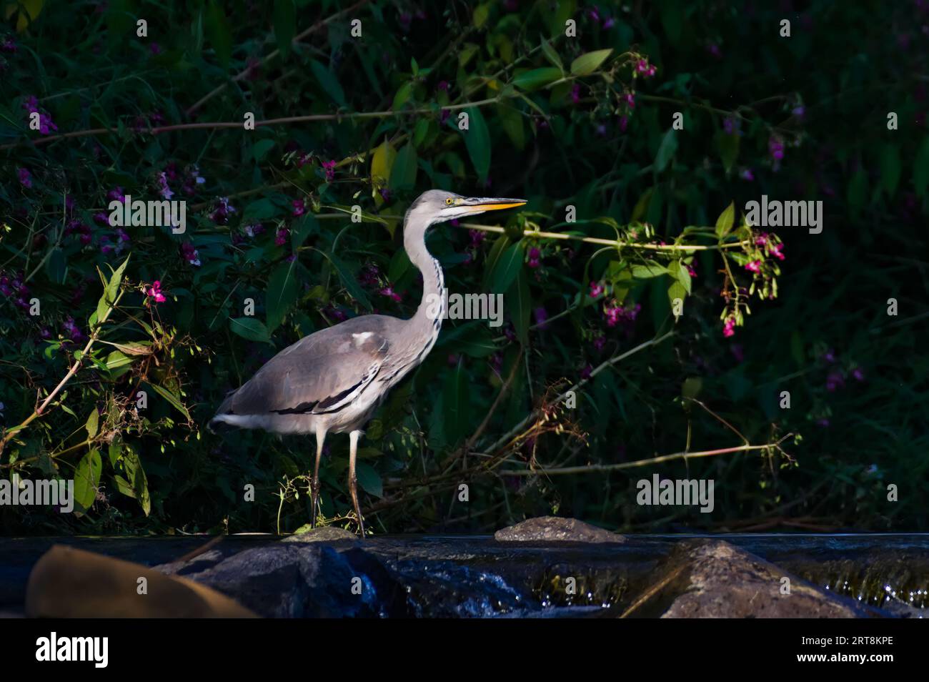 Ardea cinerea alias Graureiher. Majestätische Fische fressen Vögel in seinem Lebensraum. Im Fluss Becva in Roznov Pod Radhostem. Tschechische republik Natur. Stockfoto