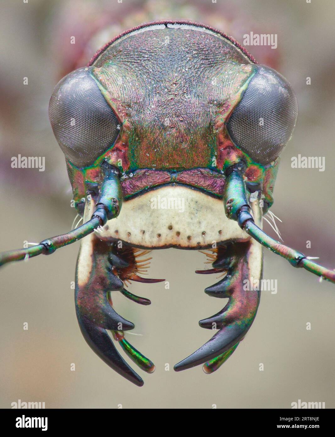 Symmetrisches Porträt des Kopfes eines nördlichen Dünentigerkäfers mit offenen Unterkiefern, isoliert vom Hintergrund (Cicindela hybrida) Stockfoto