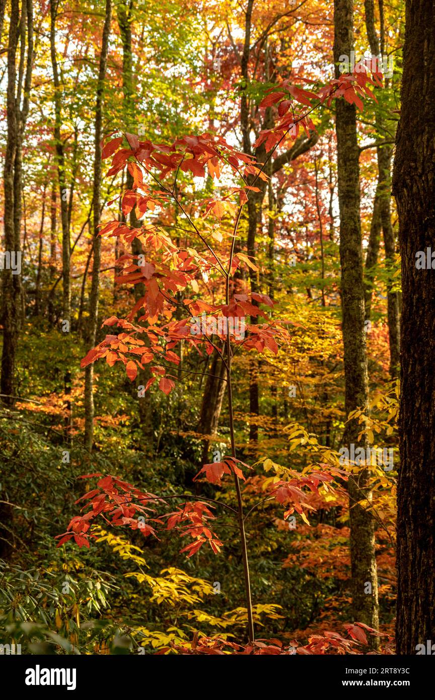 Bight Colors of Autumn in the Smokies im Oktober Stockfoto