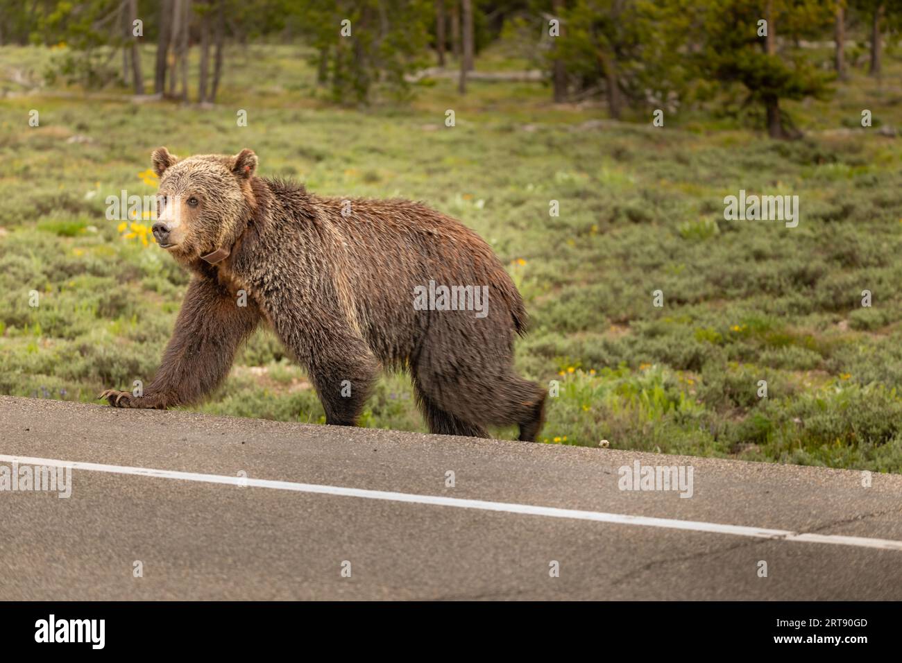 Bären in der Natur in den amerikanischen Nationalparks Stockfoto