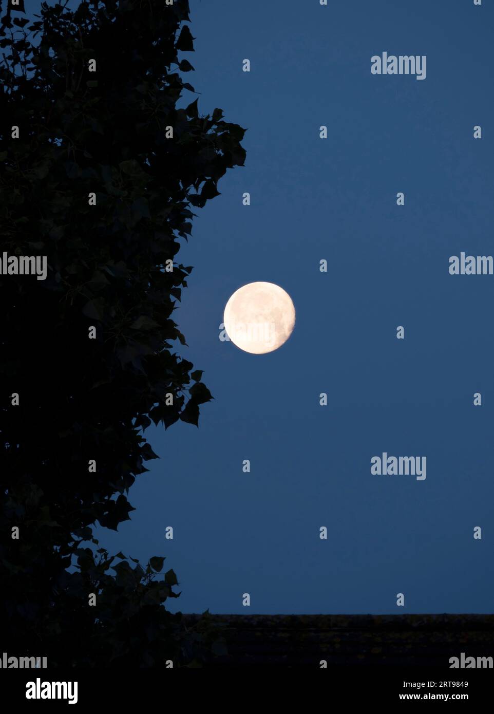 Mond und Bäume Stockfoto