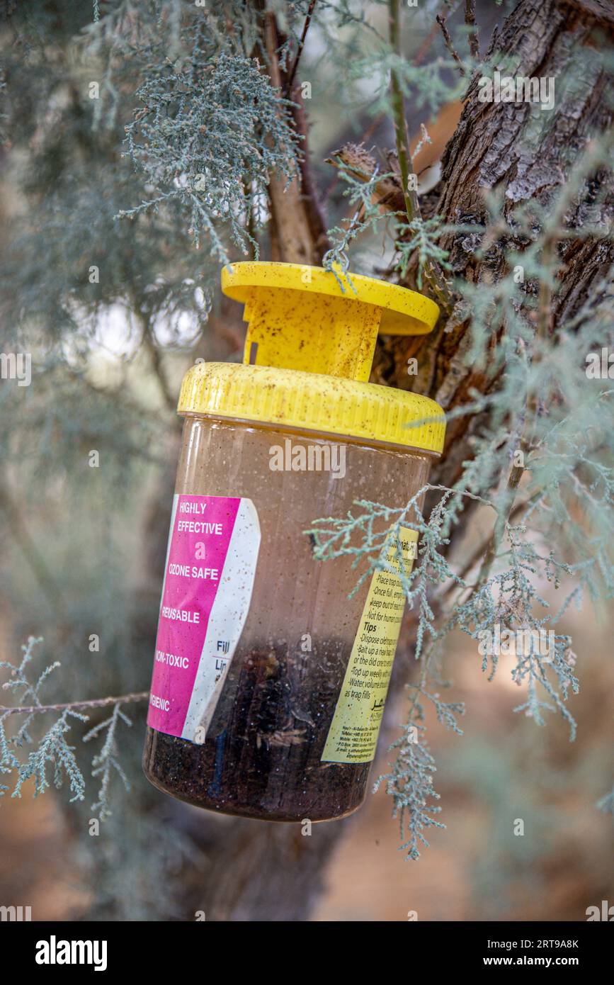 Wespenfalle hängt an einem Baum, Al-Maghtas (Taufstätte Bethany jenseits des Jordans), Jordanien Stockfoto