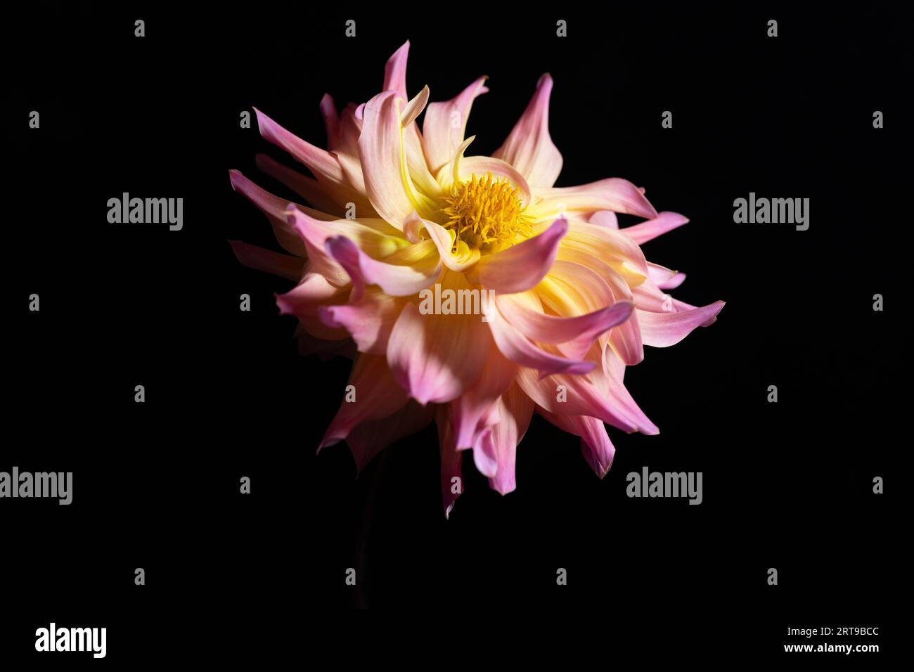 Porträt einer schönen Dahlienblume. Stockfoto