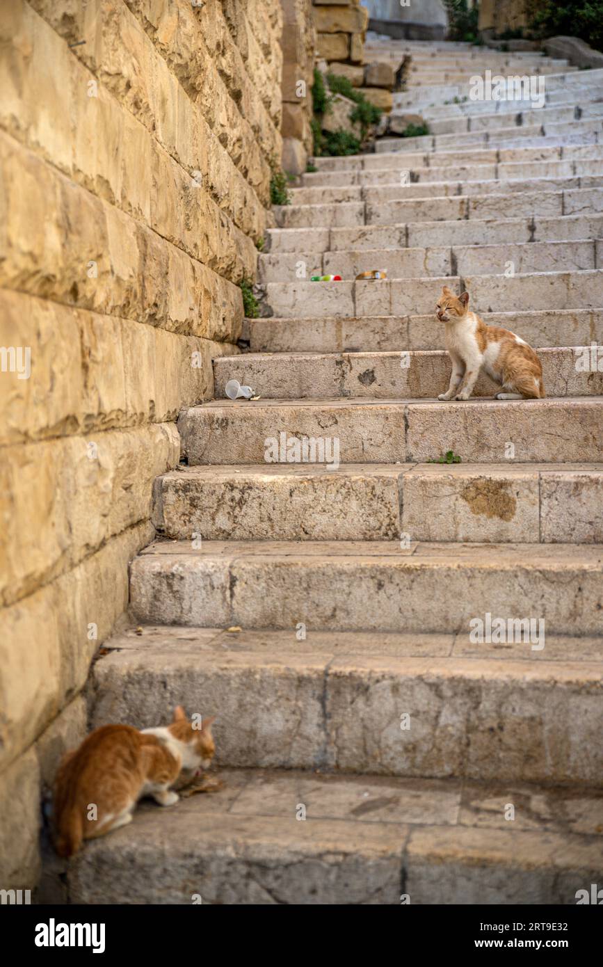 Katzen auf den Treppen von Old City, Al-Salt, Jordan Stockfoto