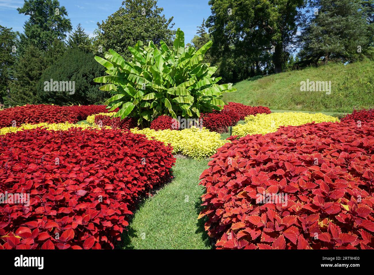 Wunderschöner Blick auf einen formellen Garten mit üppigem Grün und tiefroten coleus-Blumen. Stockfoto