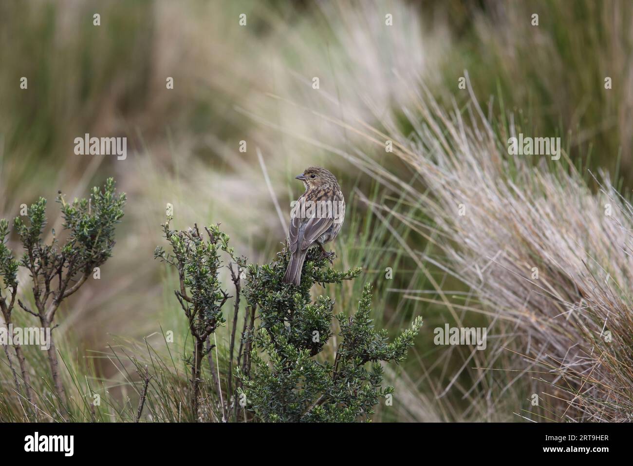 Der einfarbige Seedeater (Catamenia inornata) ist eine Vogelart aus der Familie der Thraupidae. Dieses Foto wurde in Ecuador aufgenommen. Stockfoto