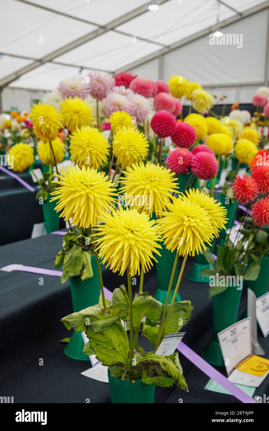 Blooms auf der National Dahlia Society Show auf der RHS Wisley Flower Show unterstützt von Stressless, September 2023, RHS Garden Wisley, Surrey Stockfoto