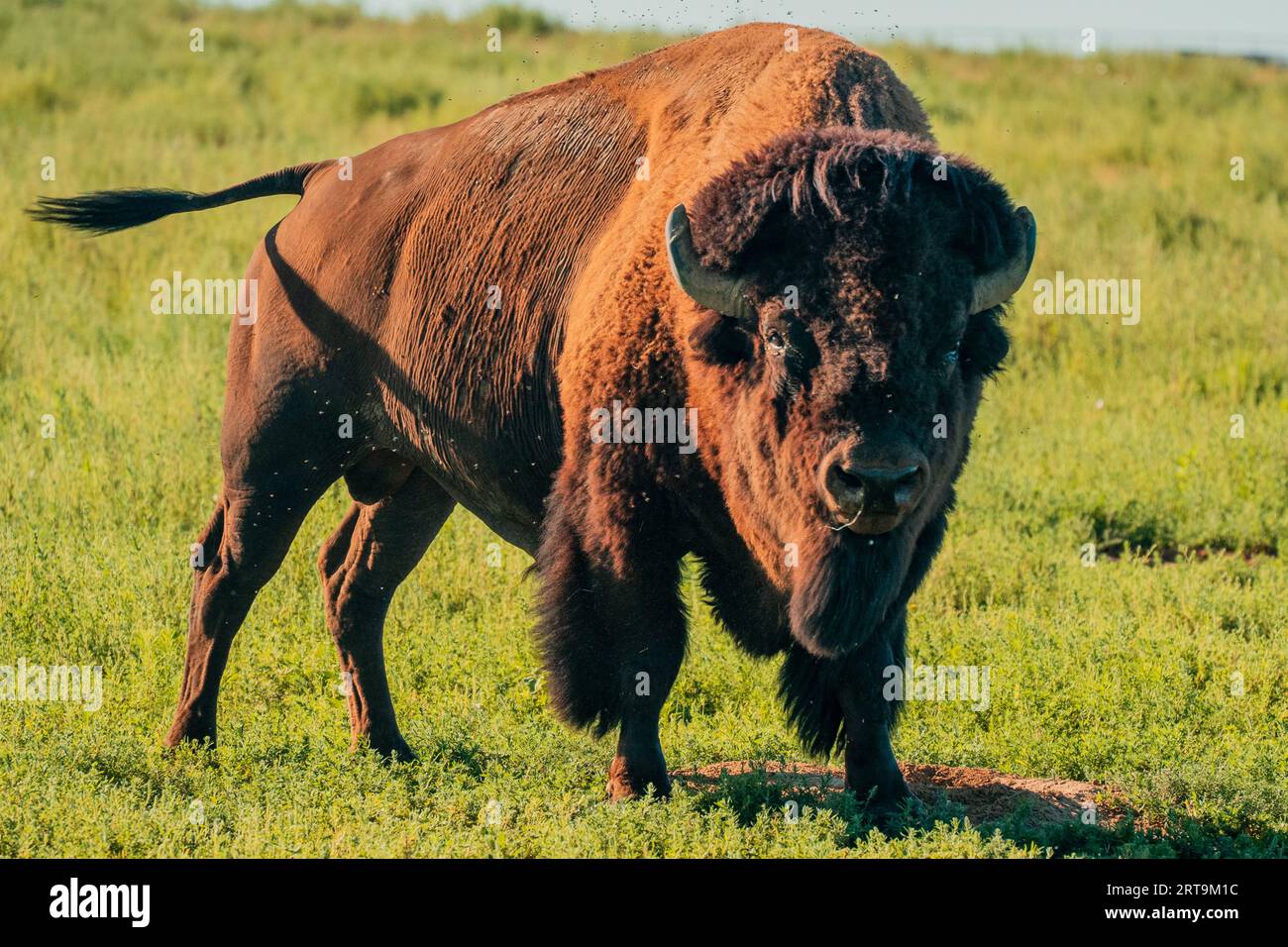 Buffalo Standoff im Rocky Mountain Arsenal National Wildlife Refuge, Colorado Stockfoto